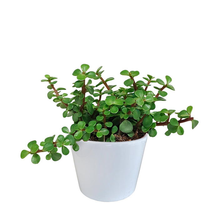 portulacaria-afra-in-witte-pot