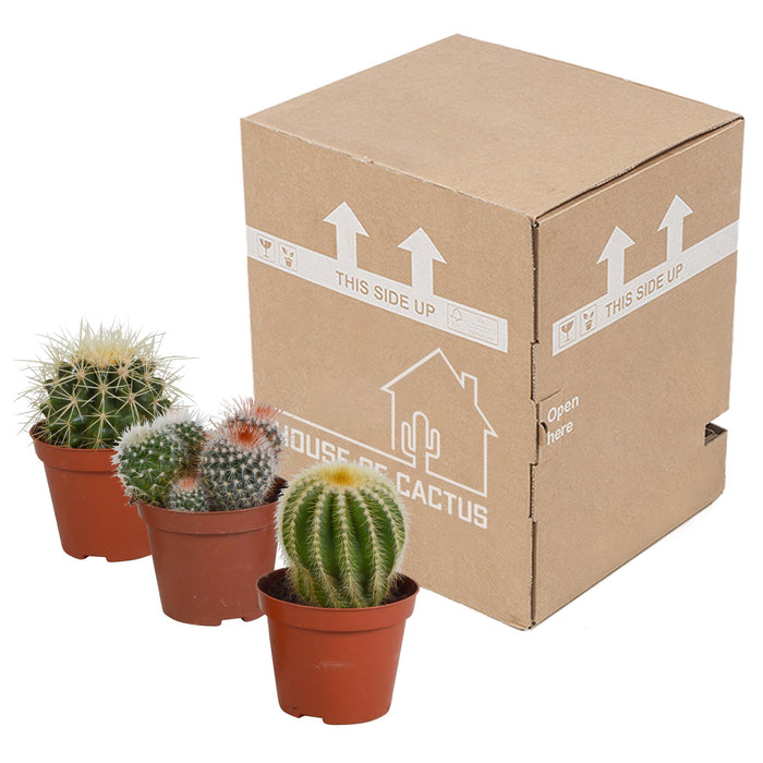 bolcactus-mix-8-5-cm-3-stuks-zonder-pot