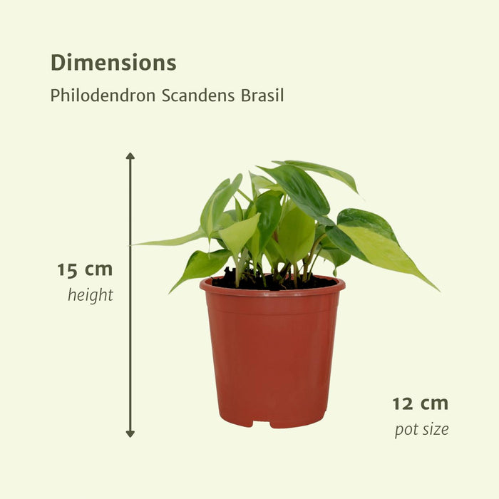 4x-philodendron-scandens-brasil-15cm-o12