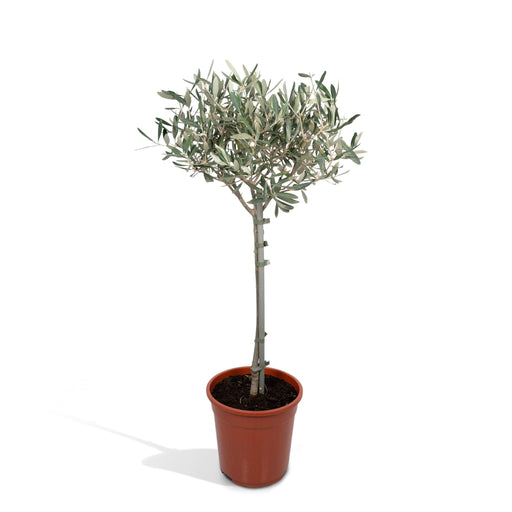 olea-o19-90cm