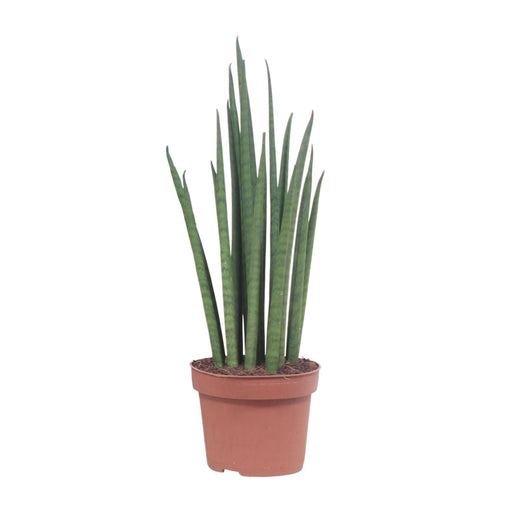 sansevieria-mikado-o12cm-↕40cm