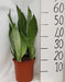 sanseveria-moonshine-o21cm-↕60cm