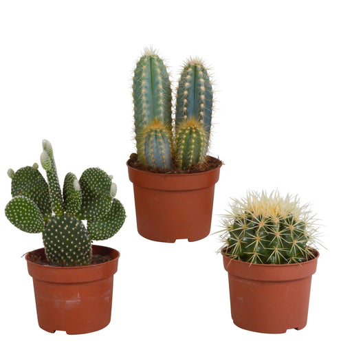 cactus-mix-10-5-cm-3x-zonder-pot