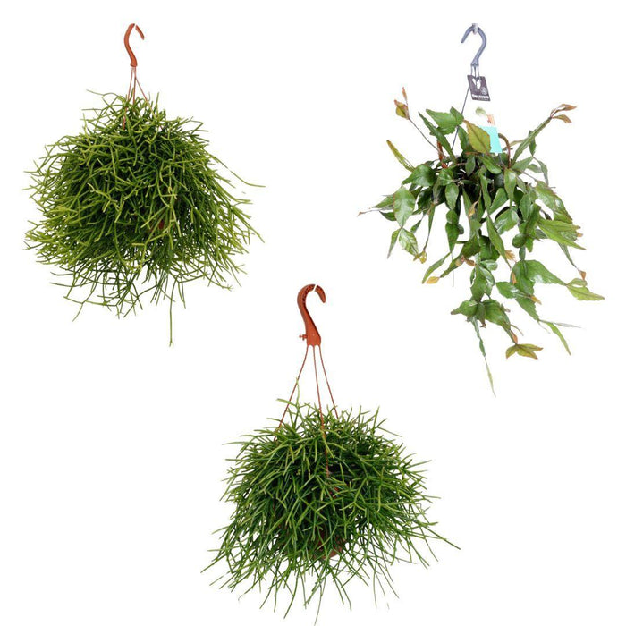 isabel-rhipsalis-hangmix-3-stuks-potmaat-17cm-hoogte-25-45cm