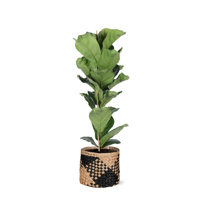 ficus-lyrata-o21cm-↕90cm-in-albury-black-print-mand