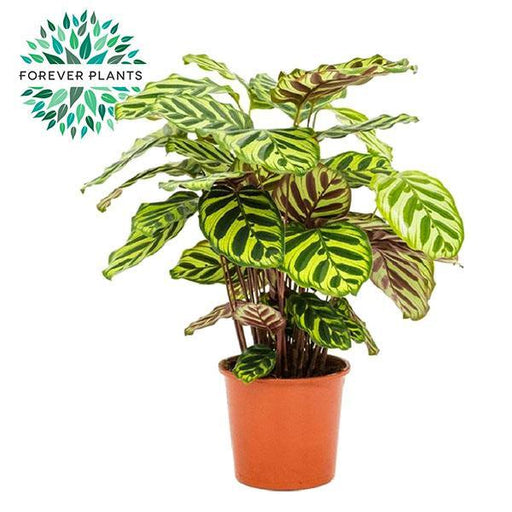 calathea-makoyana-o17cm-↕55cm