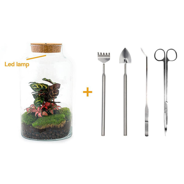 diy-terrarium-milky-calathea-with-light-↕-31-cm-rake-shovel-tweezer-scissors