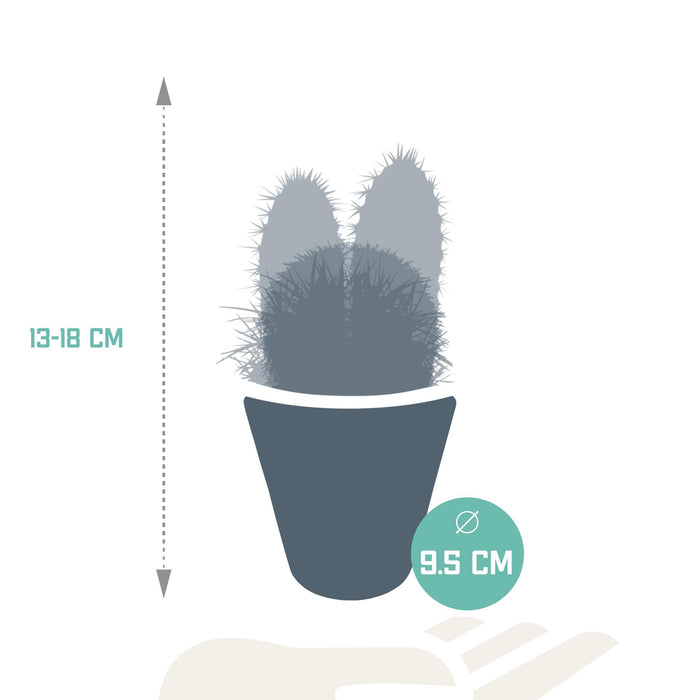 cactus-mix-8-5-cm-3x-in-witte-pot