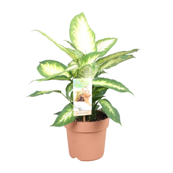 dieffenbachia-camilla-o17cm-↕45cm