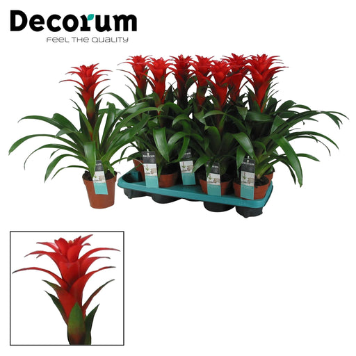 guzmania-calypso-decorum-o13cm-↕50cm