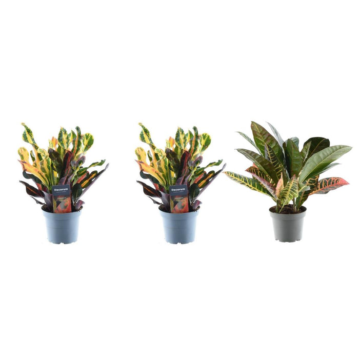 3x-croton-codiaeum-mix-30-cm-o12