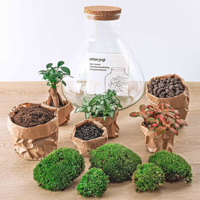 diy-terrarium-sam-xl-bonsai-↕-35-cm-normal