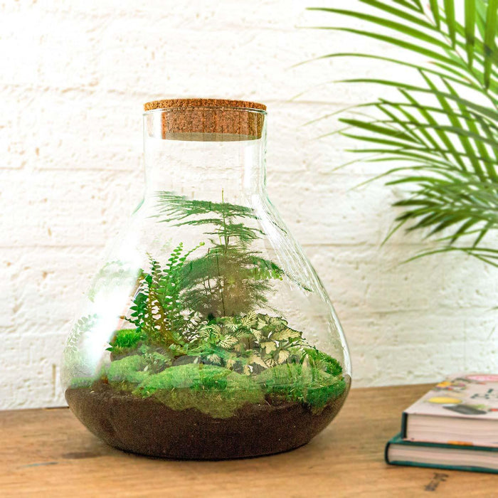 diy-terrarium-sam-xl-↕-35-cm-normal