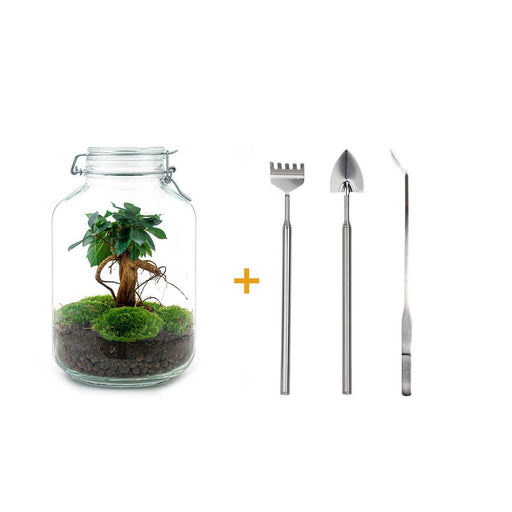 diy-terrarium-ficus-ginseng-bonsai-↕-28-cm-rake-shovel-tweezer