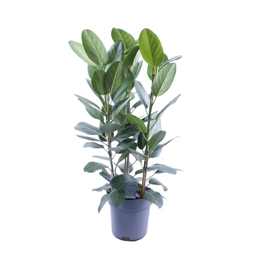 ficus-binnendijkii-amstel-king-gold-o27cm-↕75cm