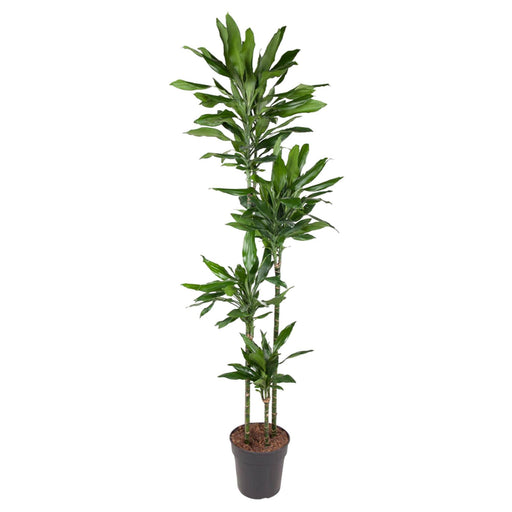 dracaena-janet-lind-180-cm-o27