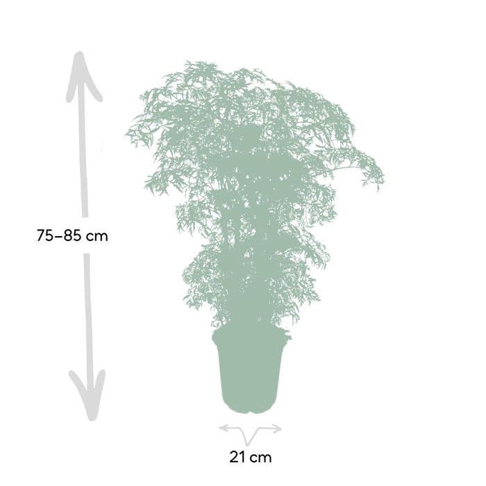 polyscias-fruticosa-aralia-75cm-o21