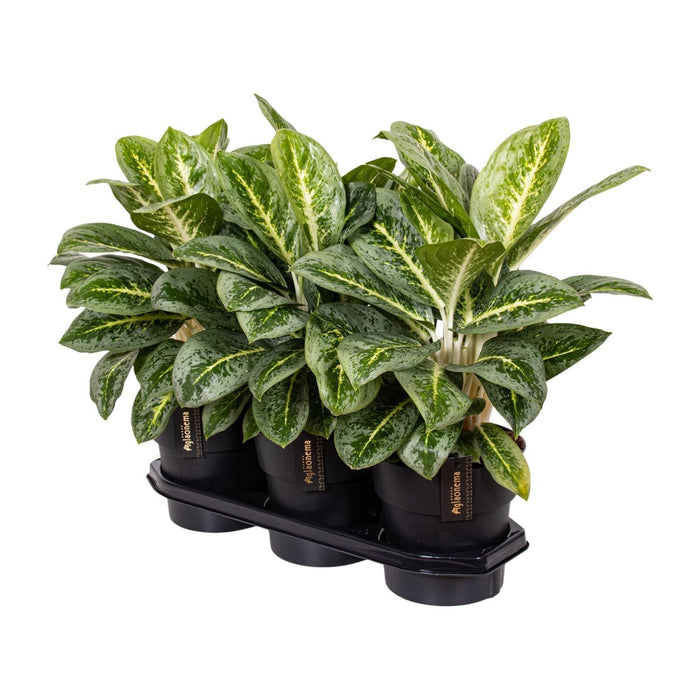 aglaonema-lemon-mint-o19cm-↕50cm