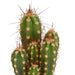 cactus-en-vetplanten-mix-5-5-cm-15-stuks-zonder-pot