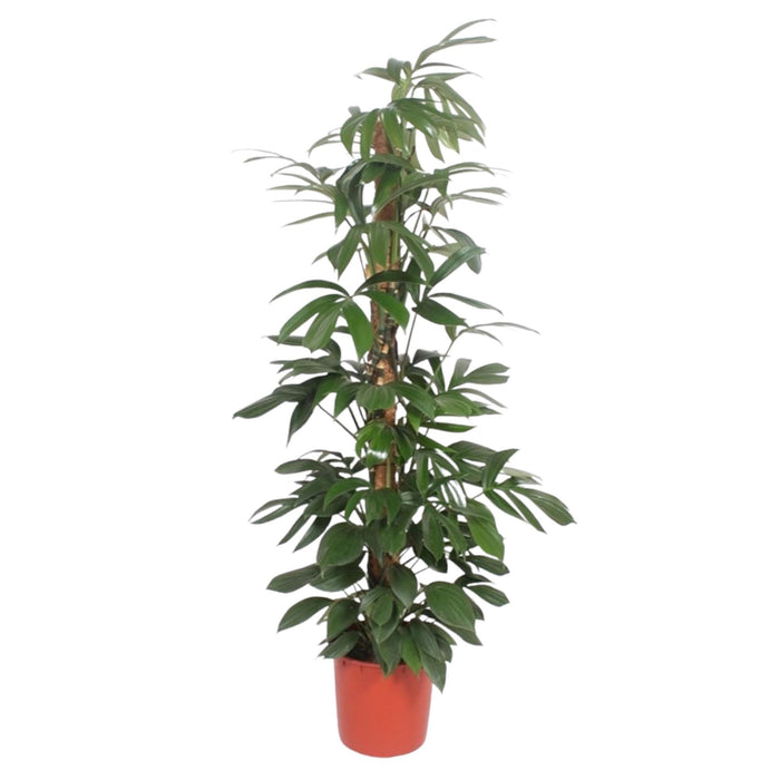 philodendron-dragon-tail-mosstok-190-cm-o34