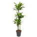 dracaena-golden-coast-160-cm-o24