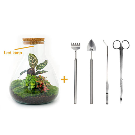 diy-terrarium-sam-calathea-with-light-↕-30-cm-rake-shovel-tweezer-scissors