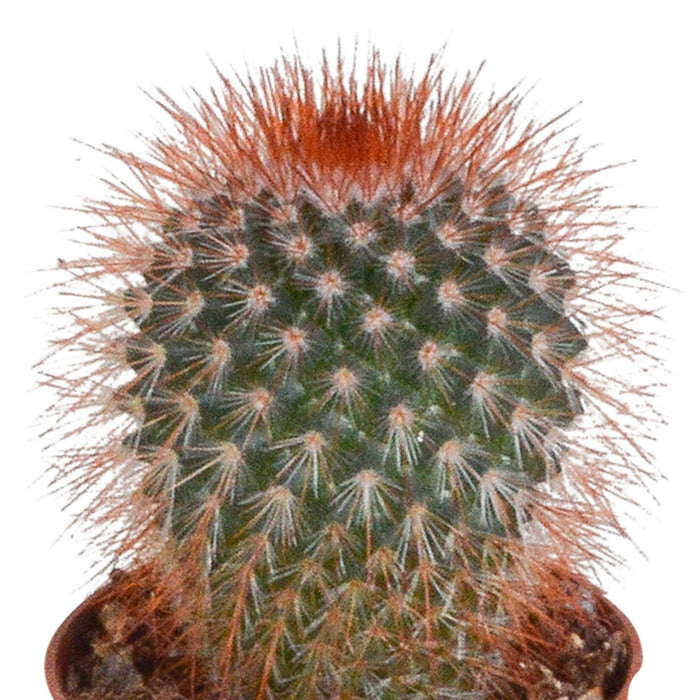 cactus-mix-5-5-cm-5x-zonder-pot