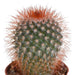 cactus-mix-5-5-cm-5x-zonder-pot