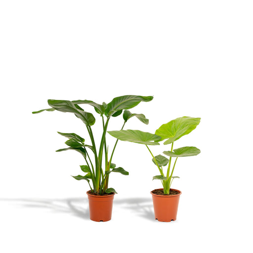 strelitzia-nicolai-85cm-o19cm-alocasia-macrorrhiza-70cm-o19cm