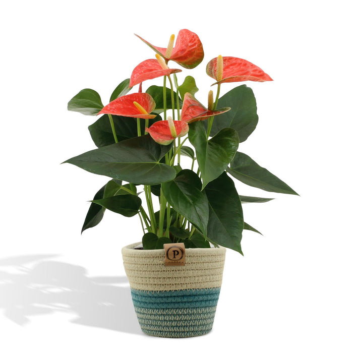 anthurium-andreanum-prince-of-orange-incl-pure-mand-45cm-o12