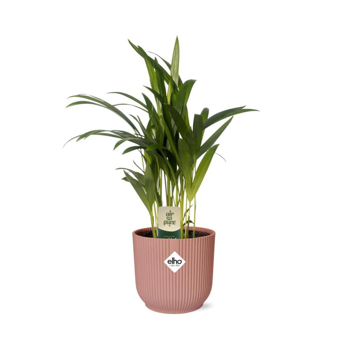 dypsis-lutescens-areca-12cm-in-elho-vibes-fold-14cm-roze