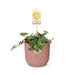 peperomia-hope-in-elho-vibes-fold-14cm-roze