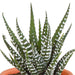 cactus-en-vetplanten-mix-5-5-cm-15-stuks-zonder-pot