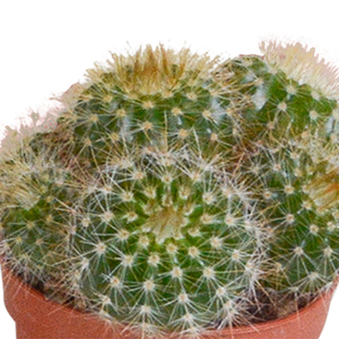 cactus-mix-5-5-cm-5x-zonder-pot