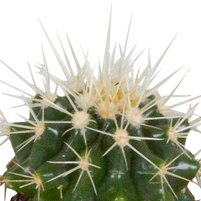 cactus-mix-5-5-cm-5x-in-witte-pot