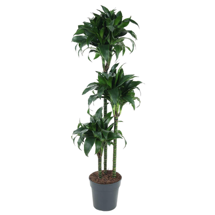 dracaena-tatuade-140-cm-o24