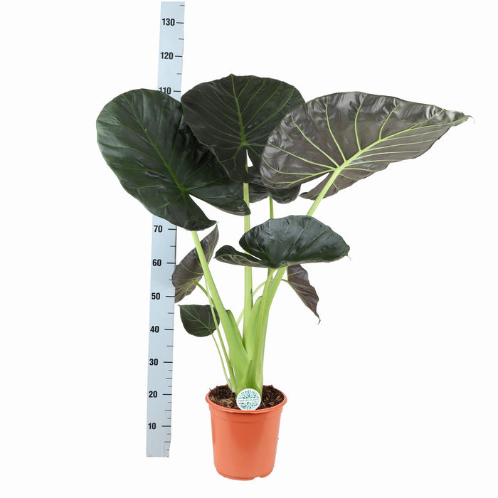 alocasia-regal-shield-o24cm-↕110cm-in-boule-olijf-pot