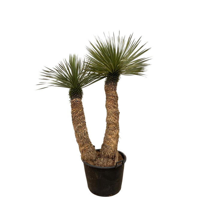 yucca-rostrata-hidra-200-cm-o60-2