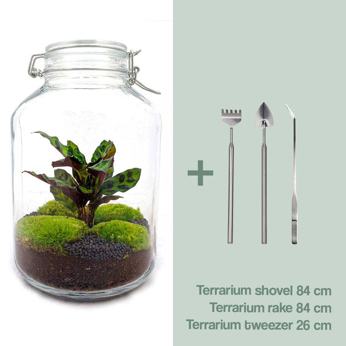 diy-terrarium-jar-calathea-↕-28-cm-normal