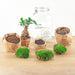 diy-terrarium-ficus-ginseng-bonsai-↕-28-cm-normal