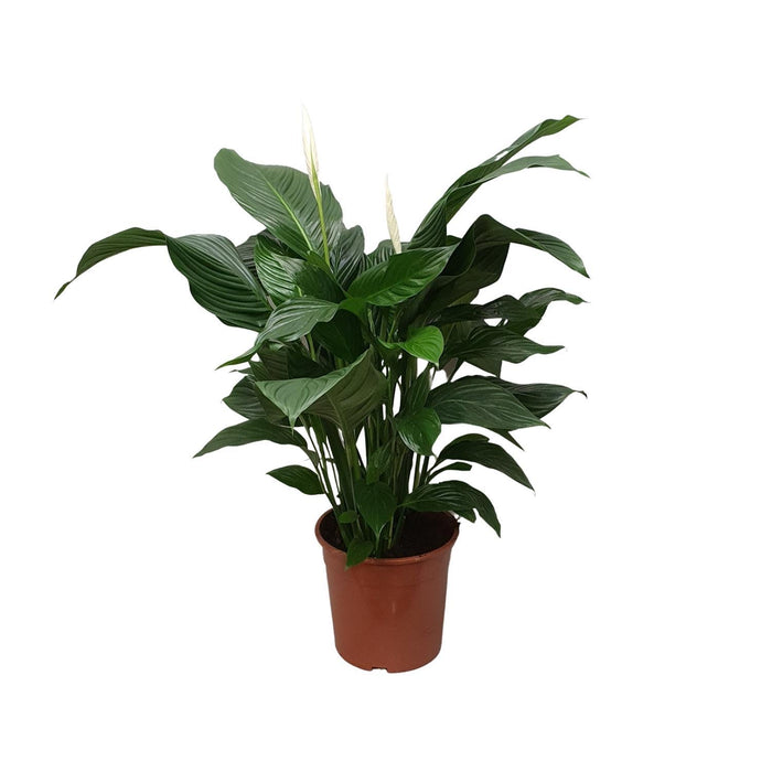 spathiphyllum-sweet-silvana-o24cm-↕80cm