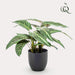 kunstplant-calathea-zebrina-schaduwplant-38-cm