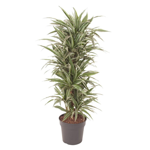 dracaena-warneckei-vertakt-140-cm-o31