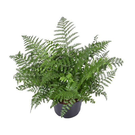 asplenium-parvati-o23cm-↕55cm