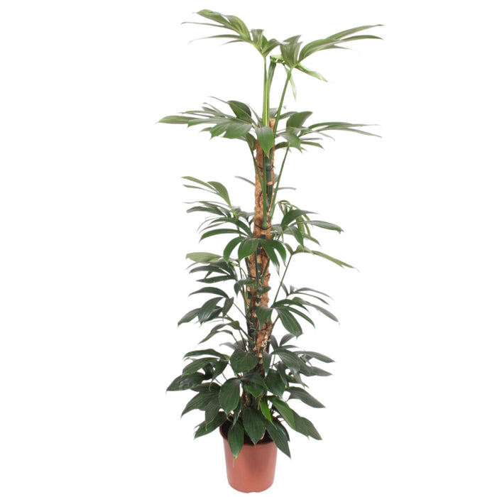 philodendron-dragon-tail-mosstok-150-cm-o27