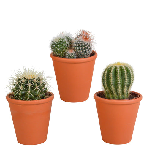 bolcactus-mix-8-5-cm-3-stuks-in-terracotta-pot