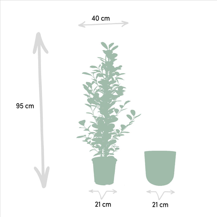 ficus-microcarpa-moclame-95cm-o21cm-pot-mayk-gold