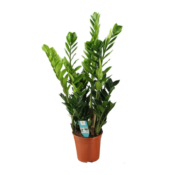 zamioculcas-21cm-o21cm-↕100cm