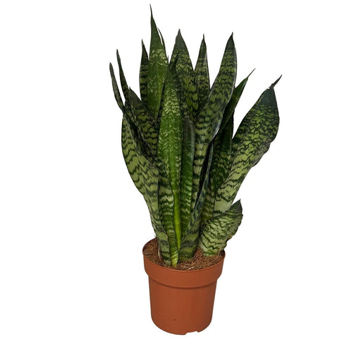 sansevieria-zeylanica-3pp-o17cm-↕55cm