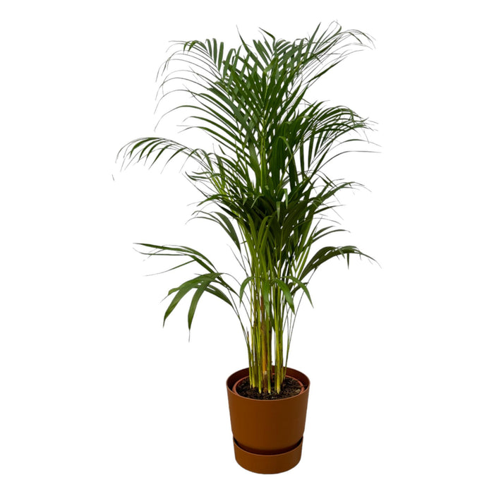 areca-palm-110cm-o21cm-inclusief-elho-greenville-round-bruin-d24xh23